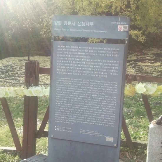 은행나무 표지판.jpg