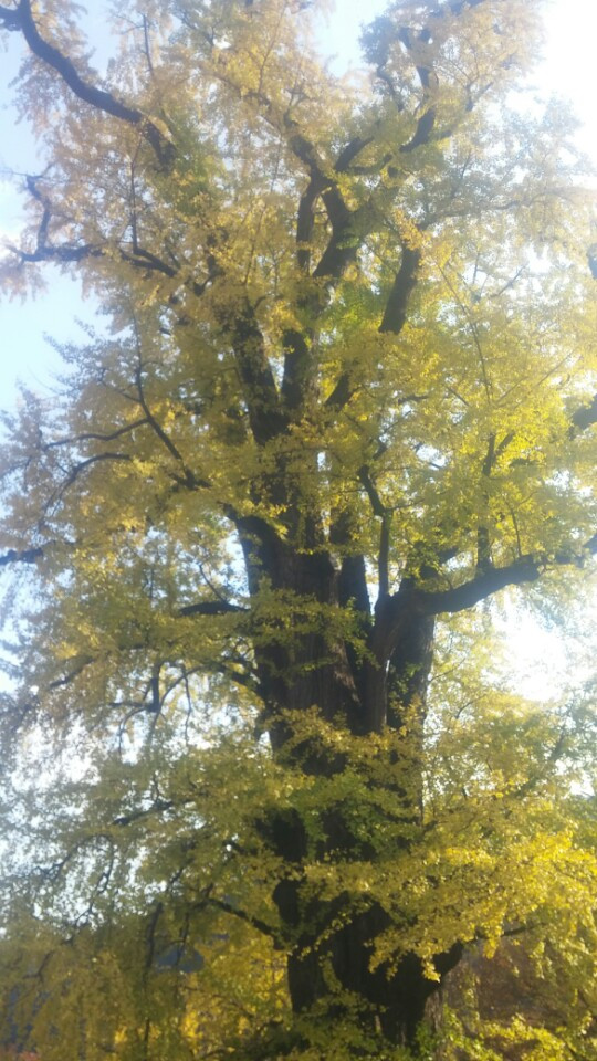 천년 은행나무.jpg