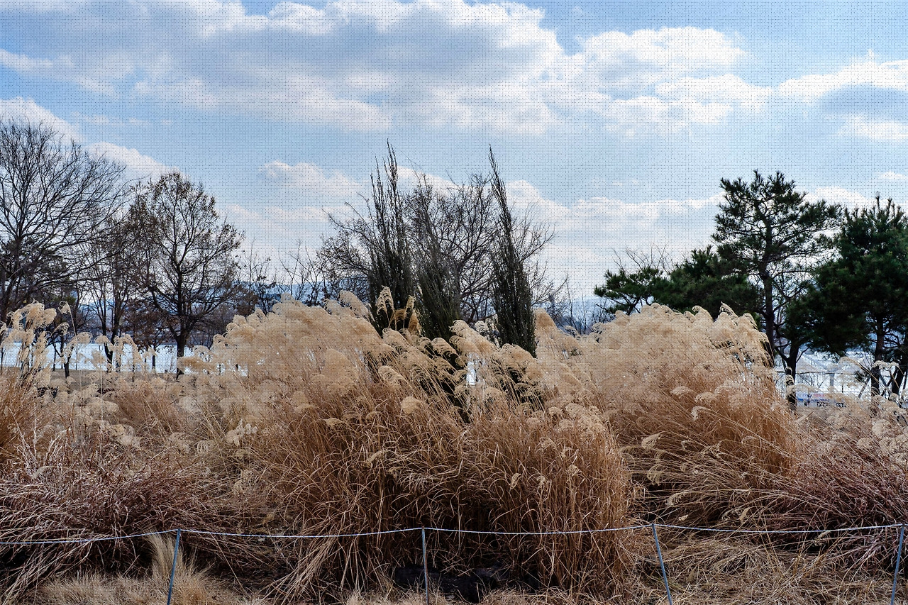 #winter #17 DSC07622.jpg