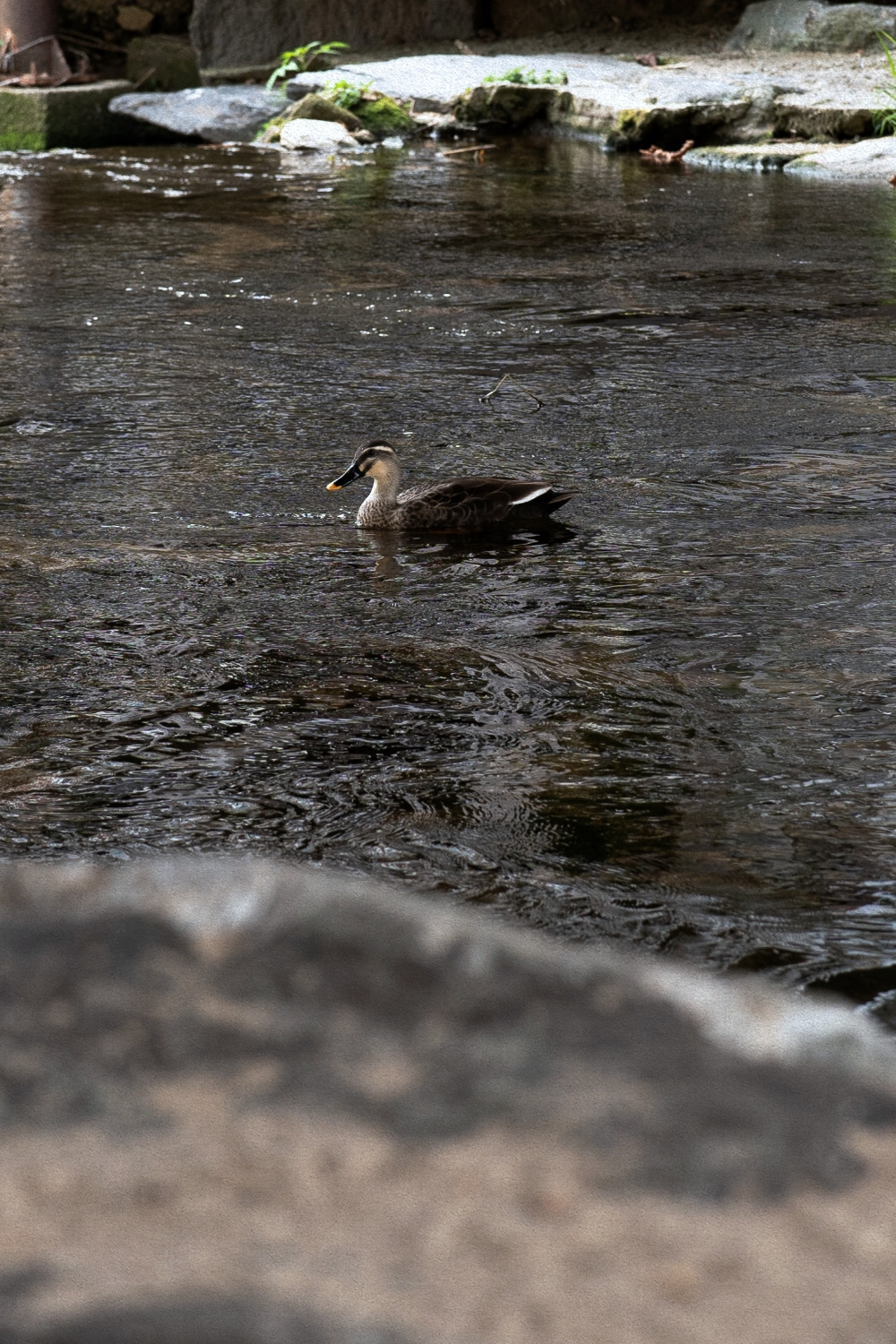 #summer #3 DSC06395.jpg