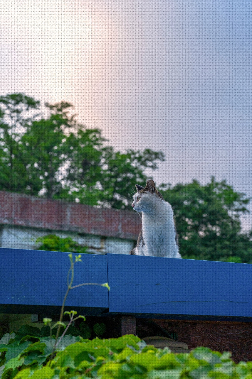 #summer #5 DSC04706.jpg