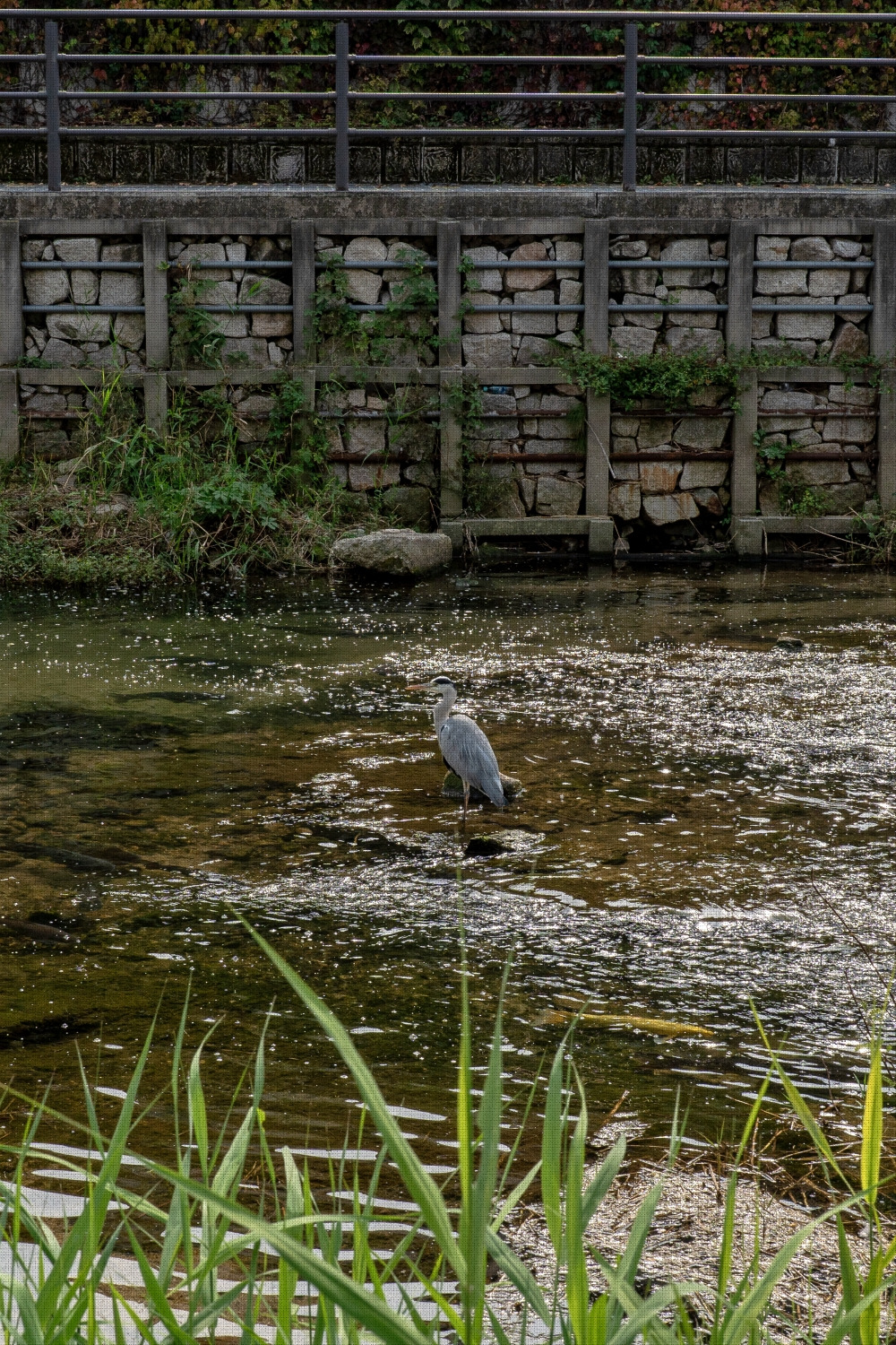 #spring #24 DSC06442.jpg