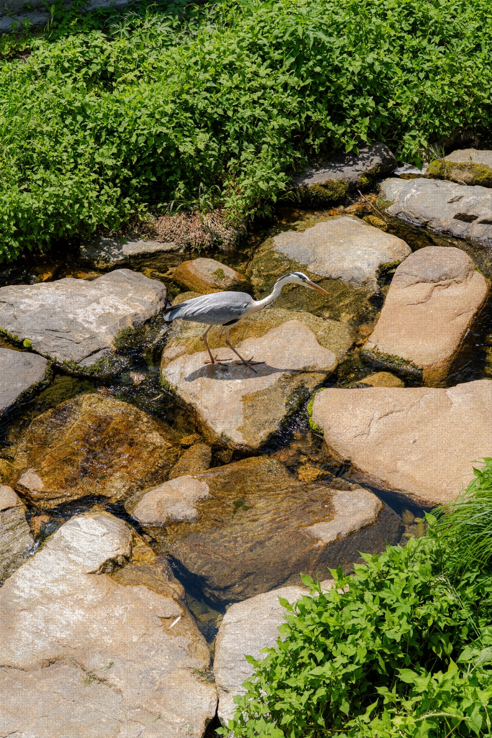 #spring #24 A7C03300.jpg