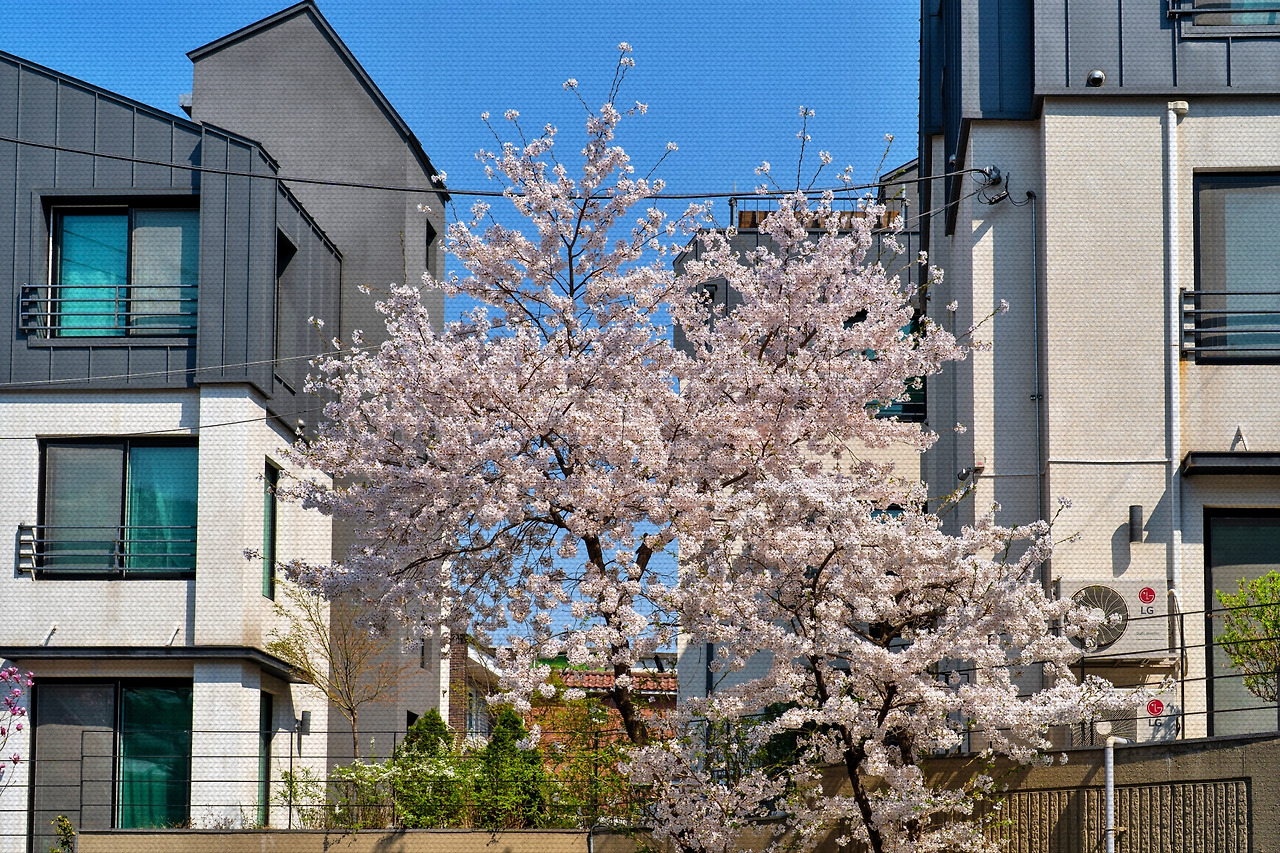 #spring #6 DSC03616.jpg