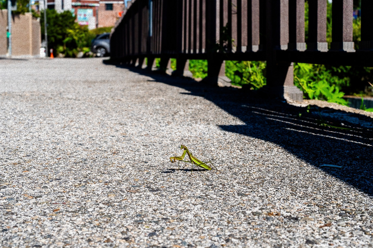 #autumn #7 A7C01139.jpg