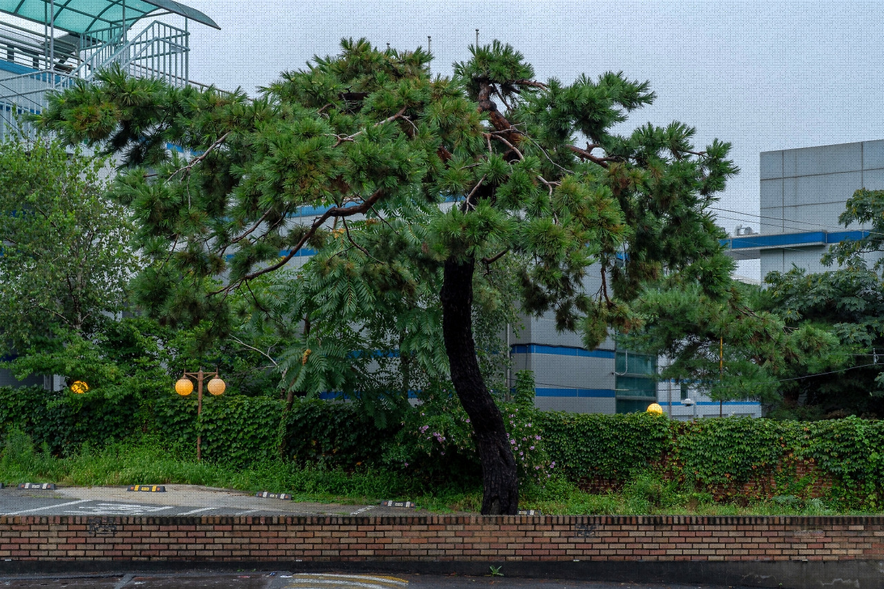 #summer #17 DSC05675.jpg