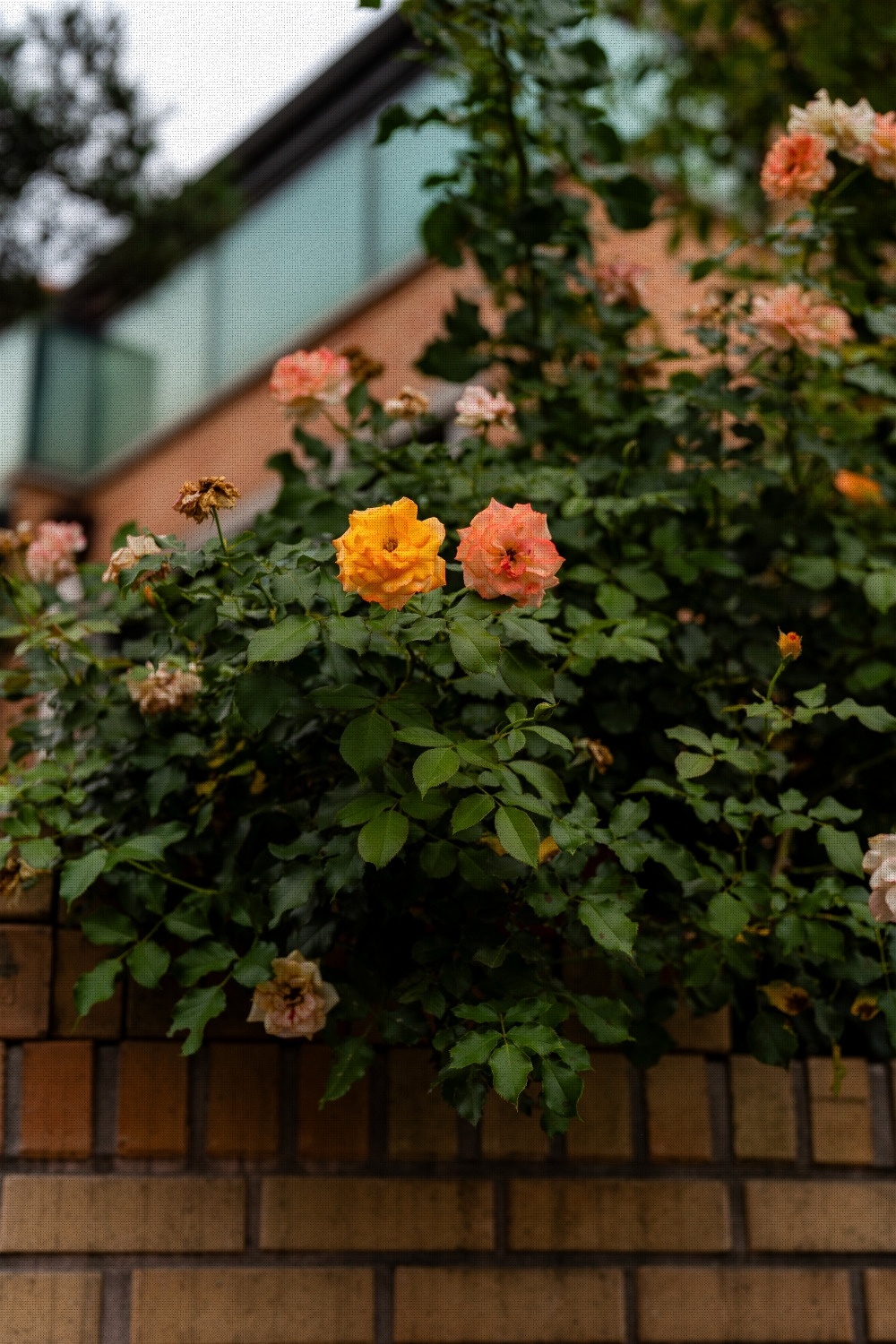 #summer #10 A7C03665.jpg