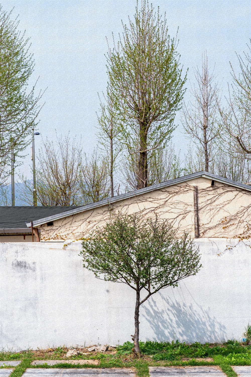 #spring #21 A7C03010.jpg