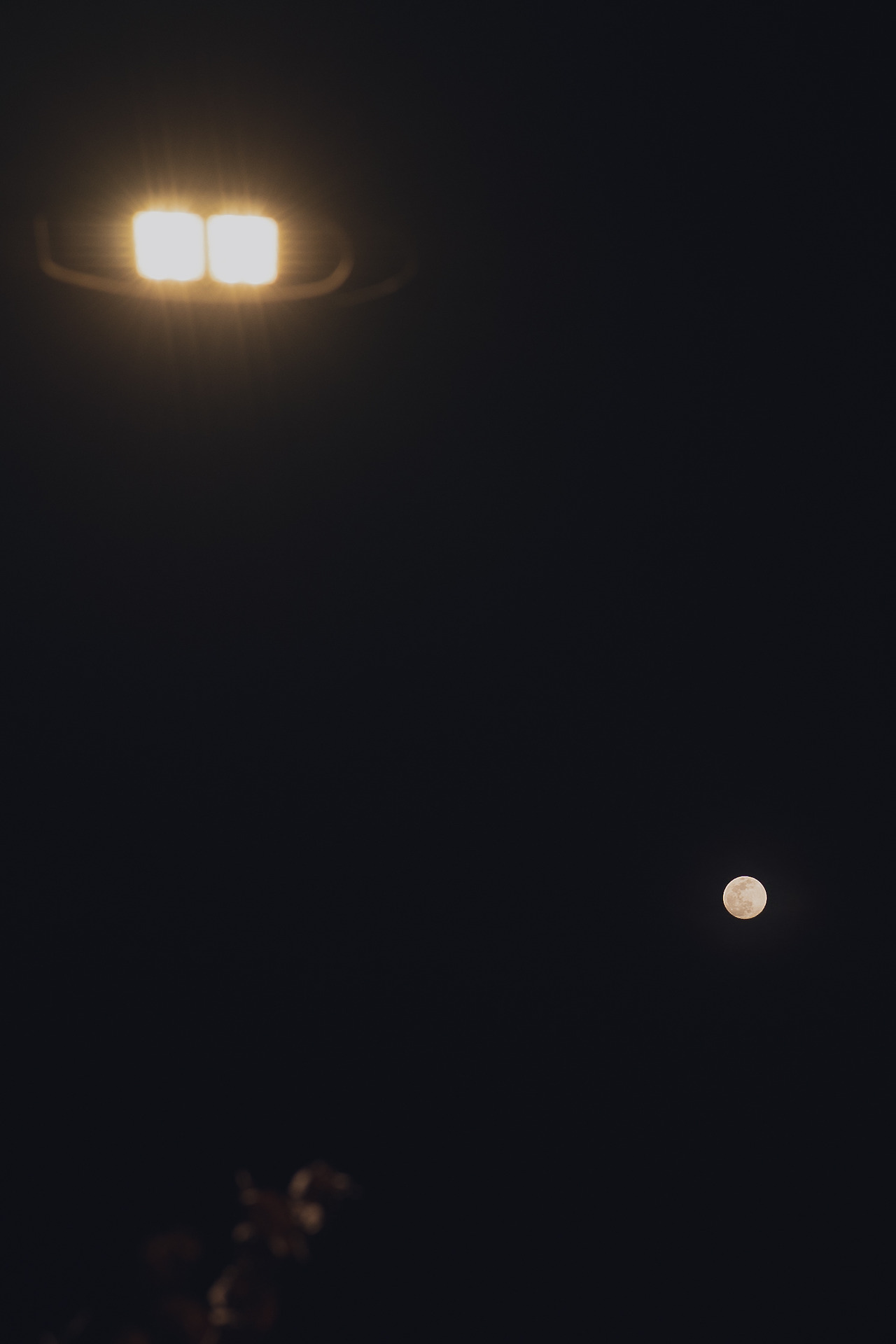 #spring #16 DSC02702.jpg