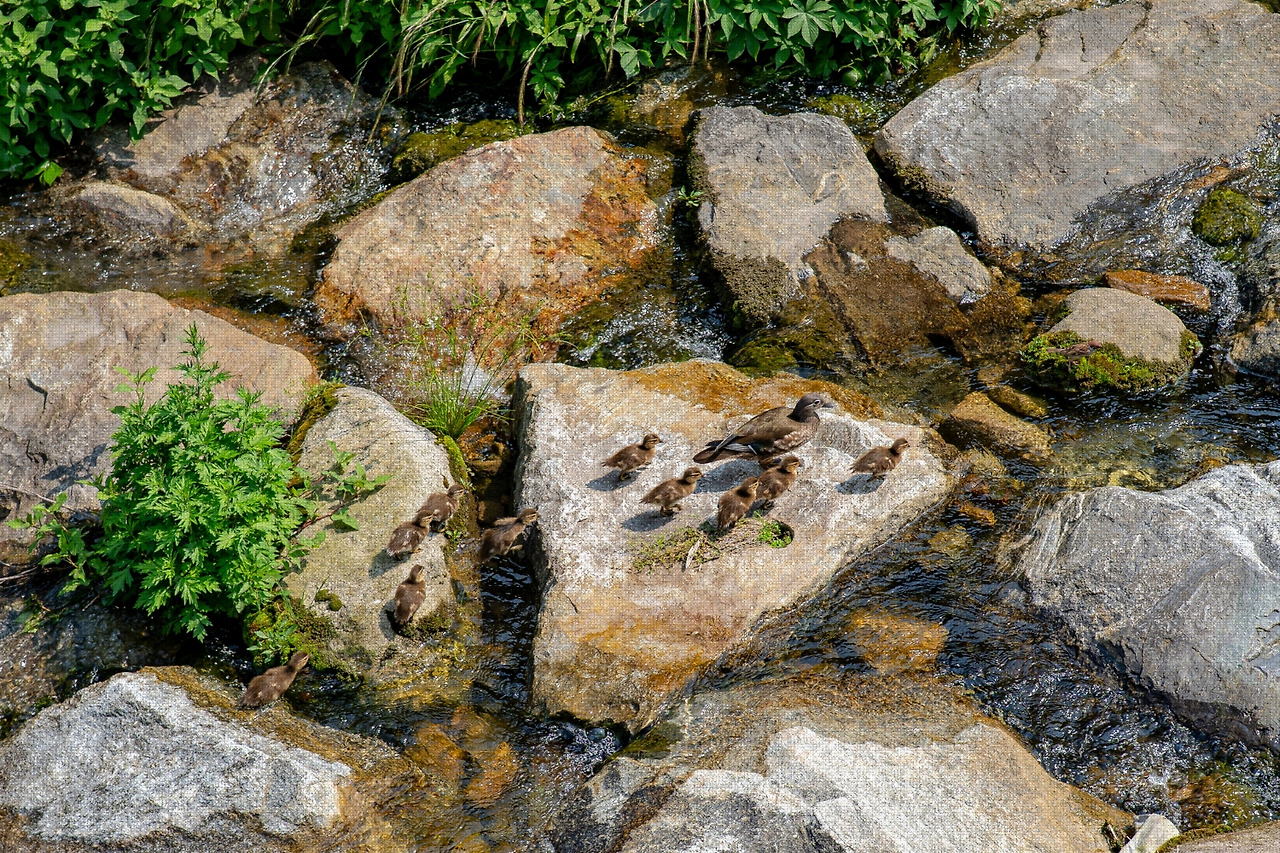 #summer #12 A7C03546.jpg