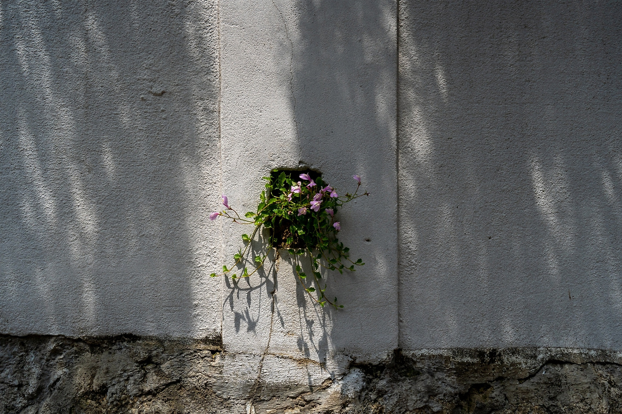 #summer #10 DSC04442.jpg