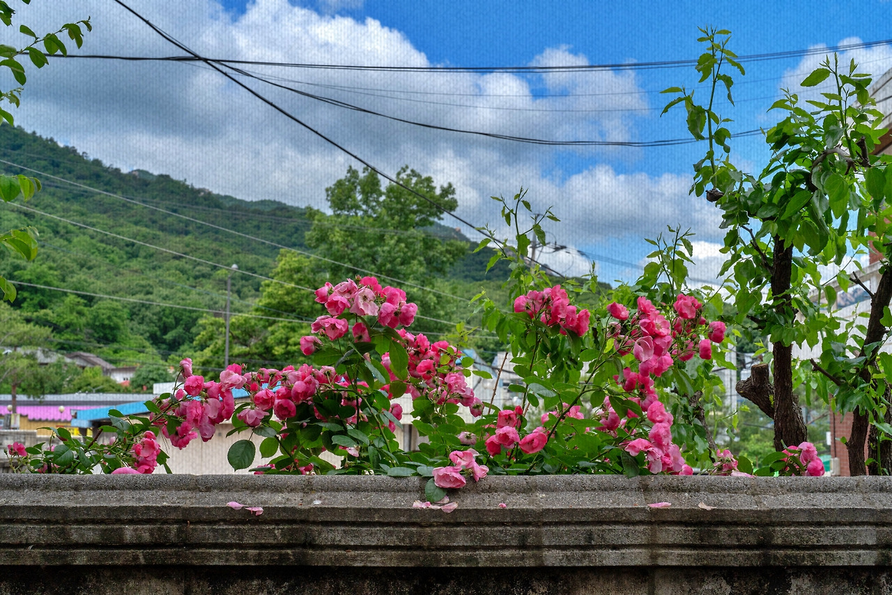 #spring #1 DSC04651.jpg