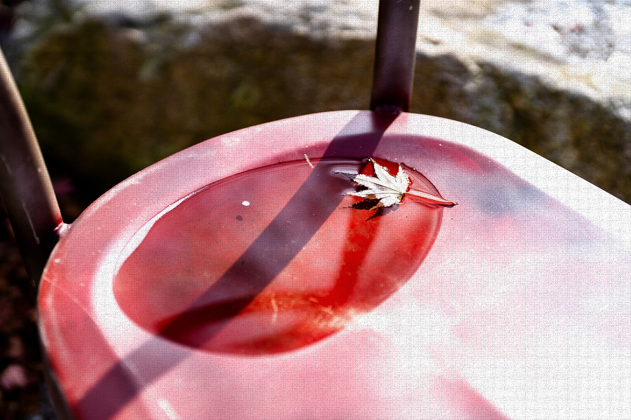 #autumn #6 DSC07071.jpg