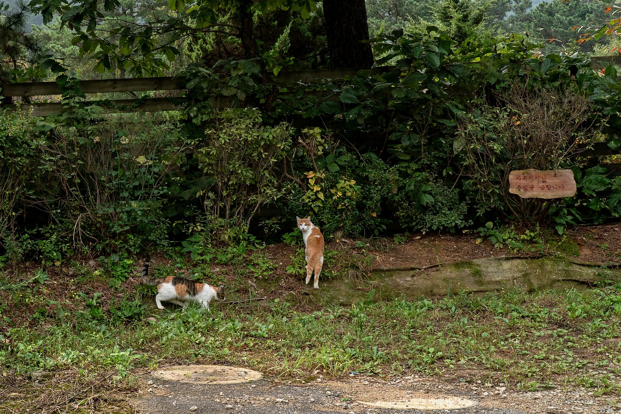 #autumn #4 DSC06173.jpg