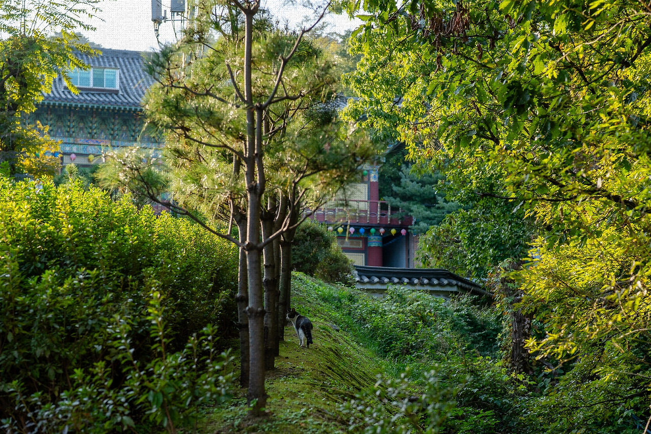 #autumn #25 DSC06299.jpg