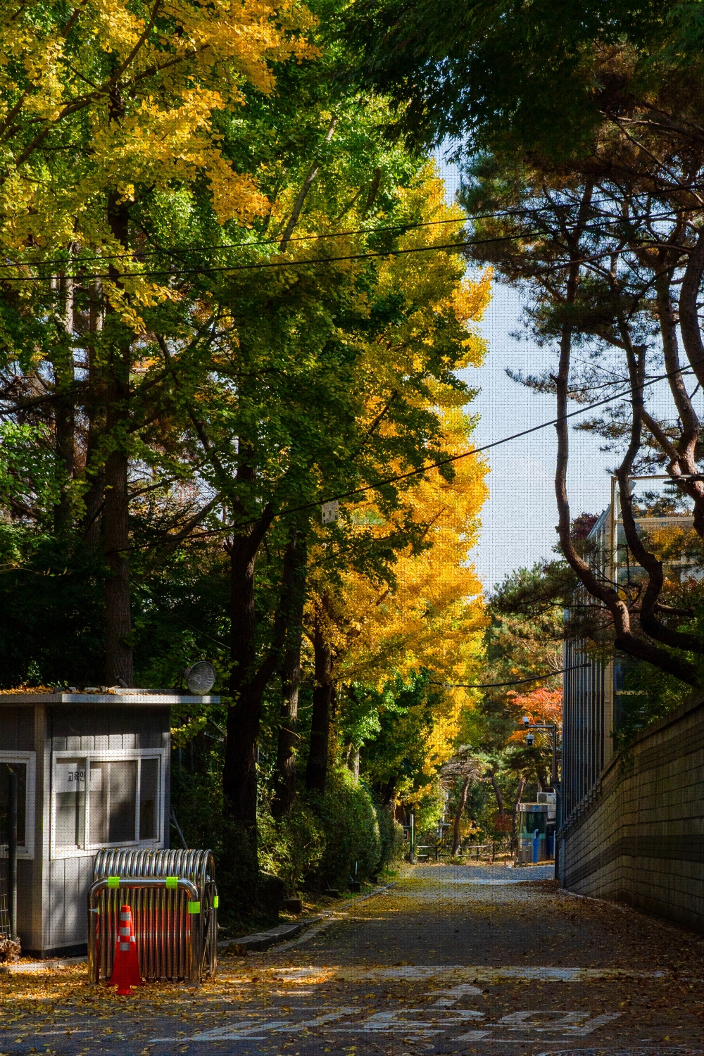 #autumn #20 DSC06545.jpg