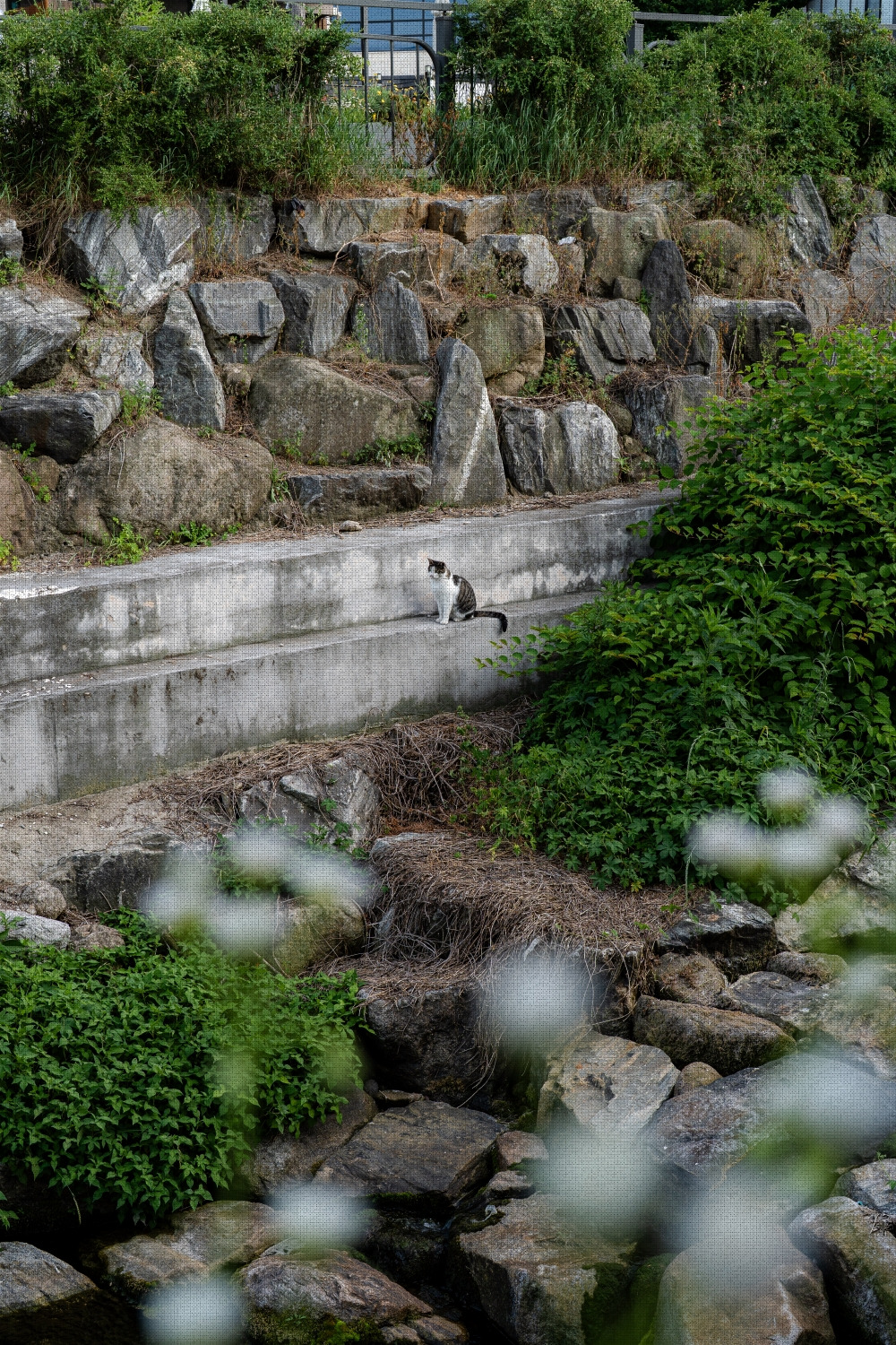 #summer #11 A7C03485.jpg