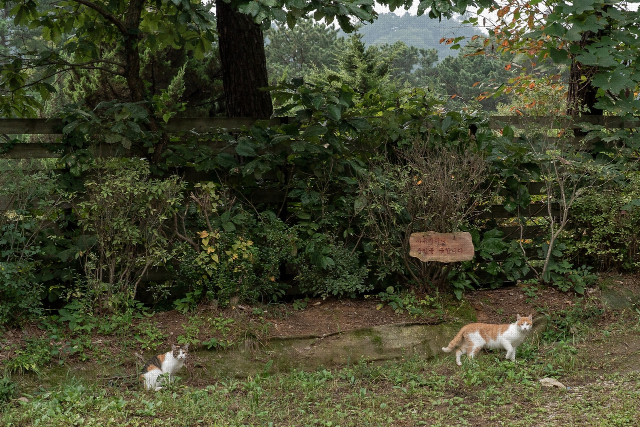 #autumn #4 DSC06174.jpg