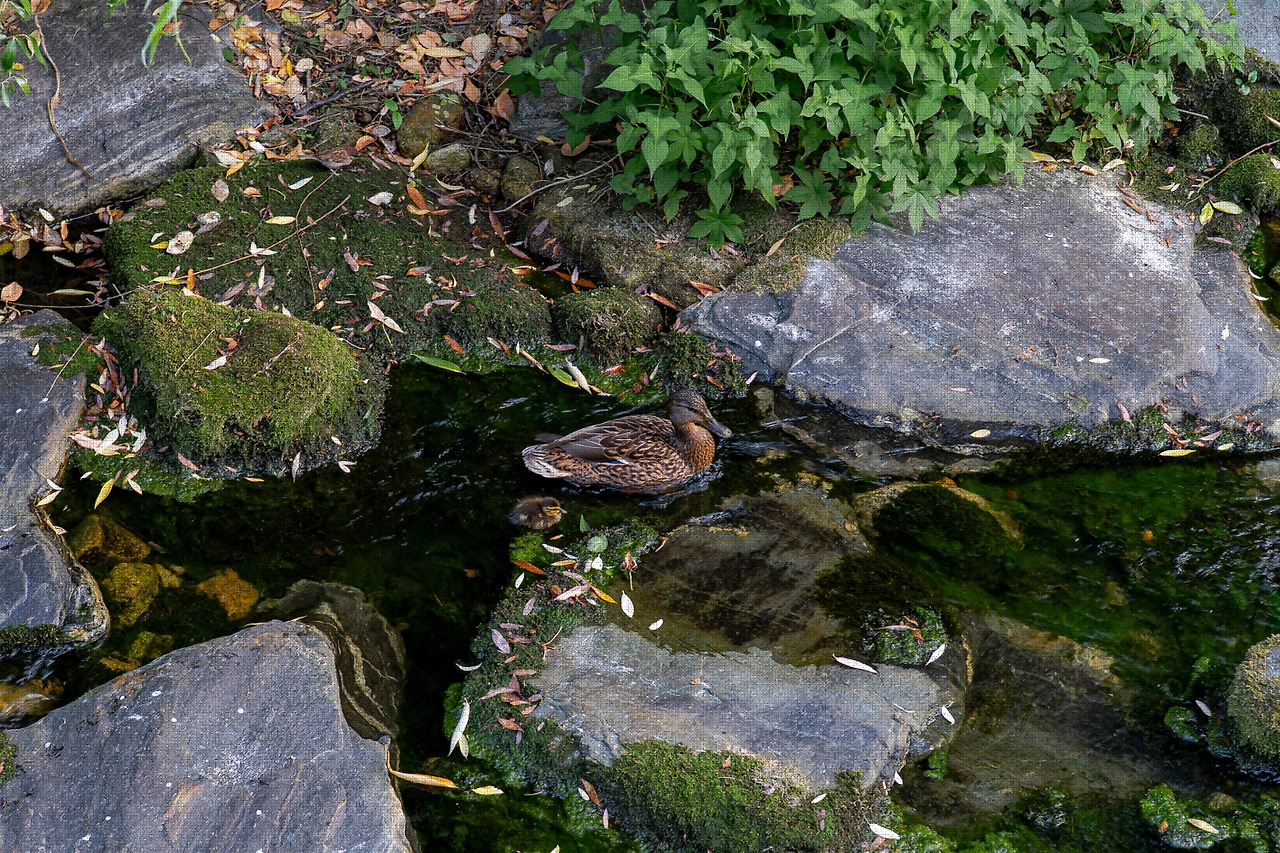 #summer #12 A7C03467.jpg