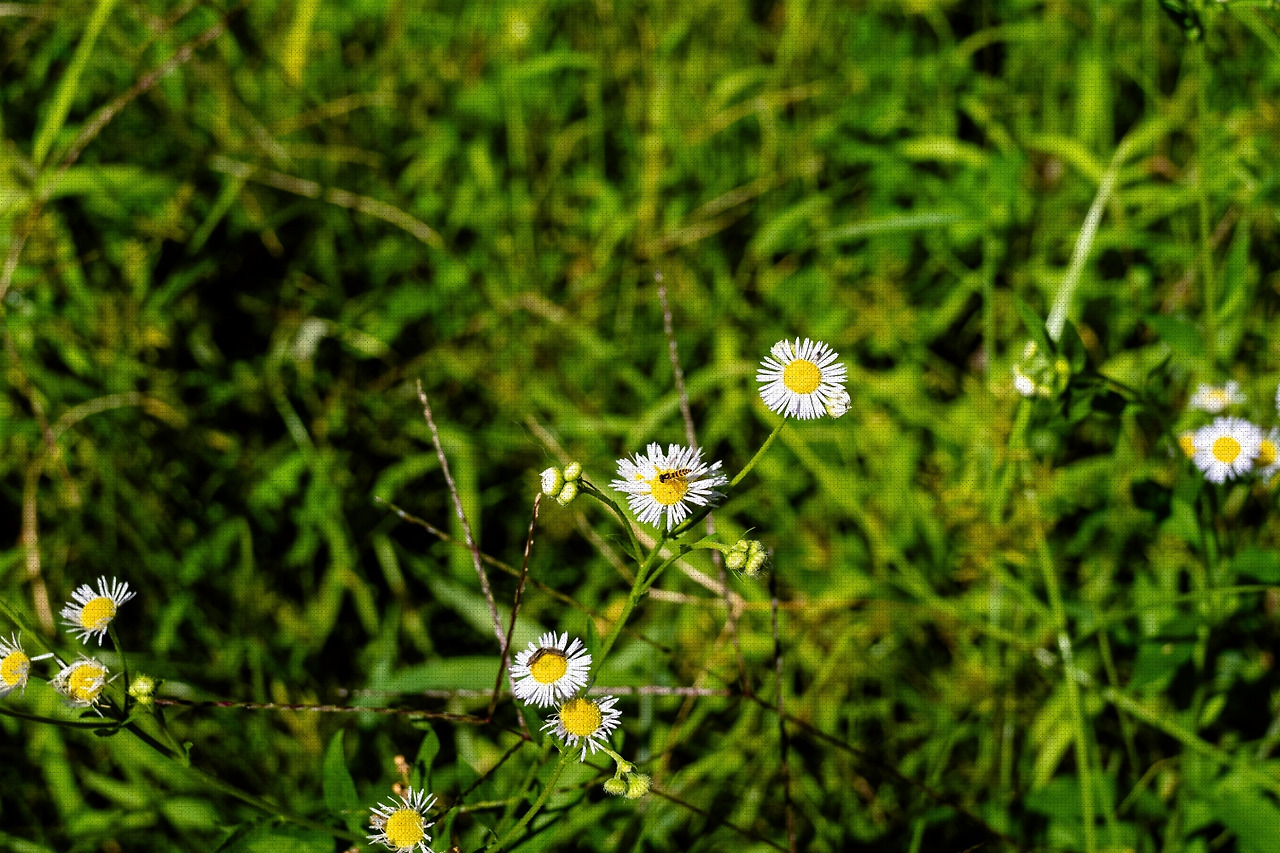 #autumn #14 A7C01065.jpg