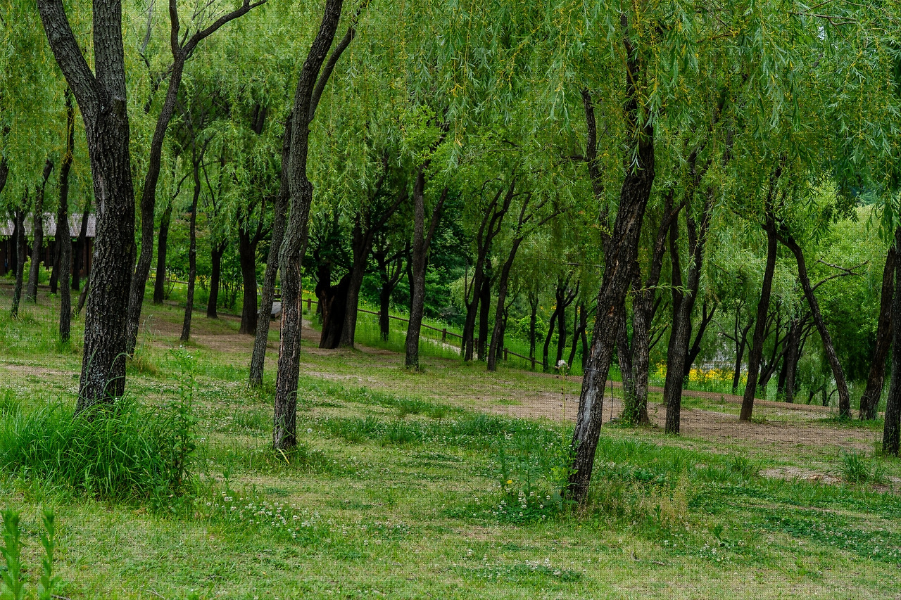 #summer #13 A7C03211.jpg