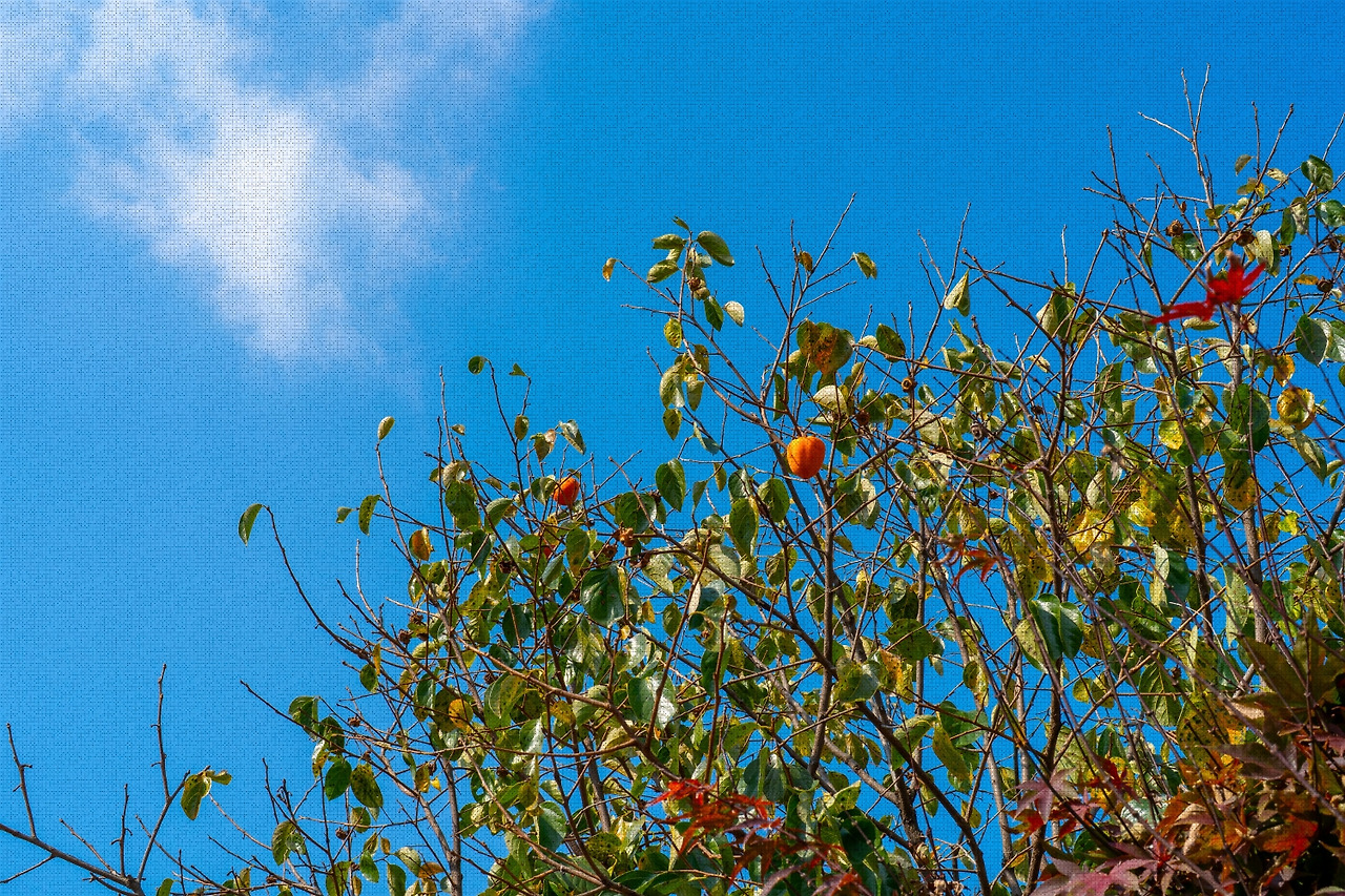 #autumn #11 DSC06486.jpg