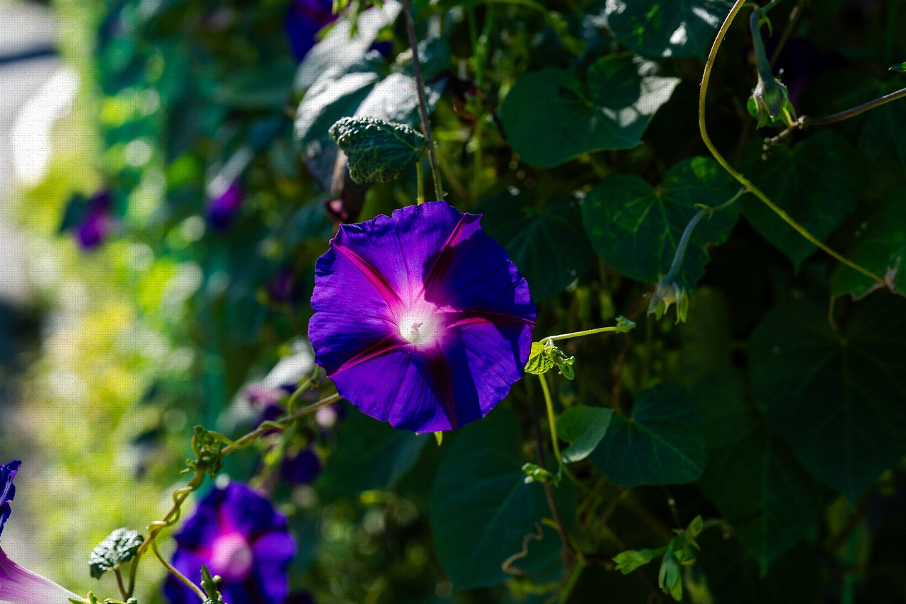 #autumn #24 A7C01172.jpg