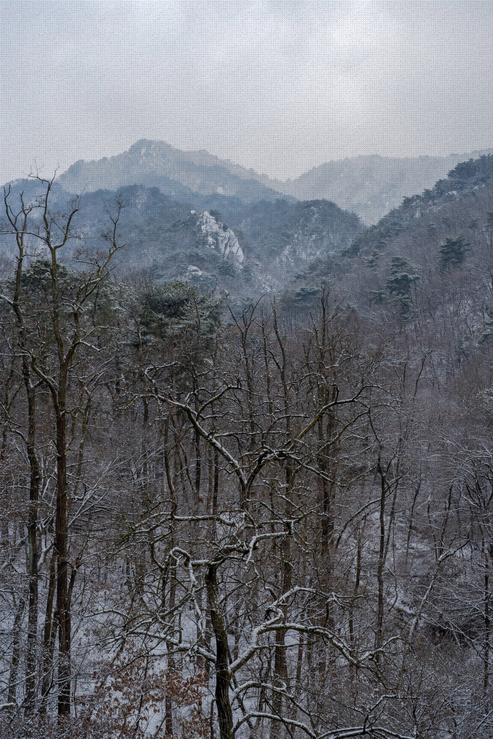 #winter #11 DSC07296.jpg