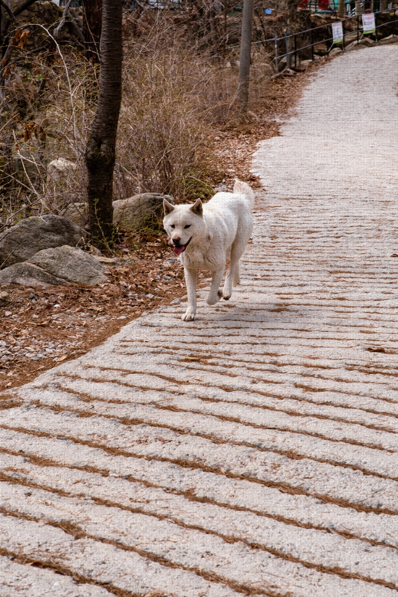 #spring #17 DSC03485.jpg