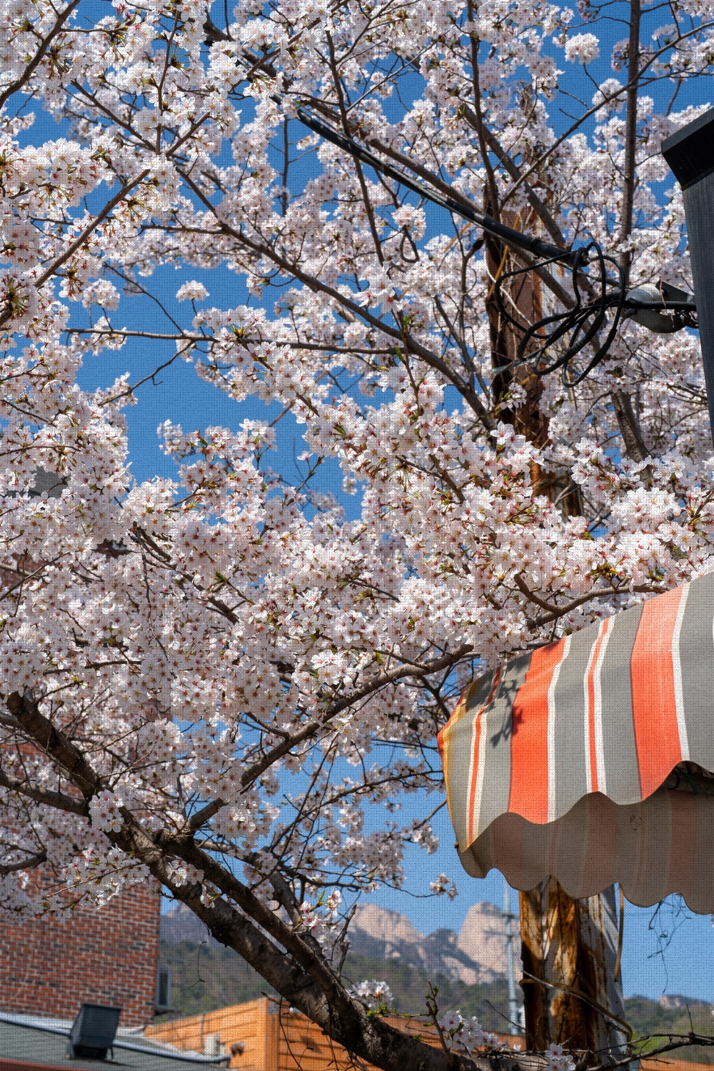 #spring #23 DSC03551.jpg