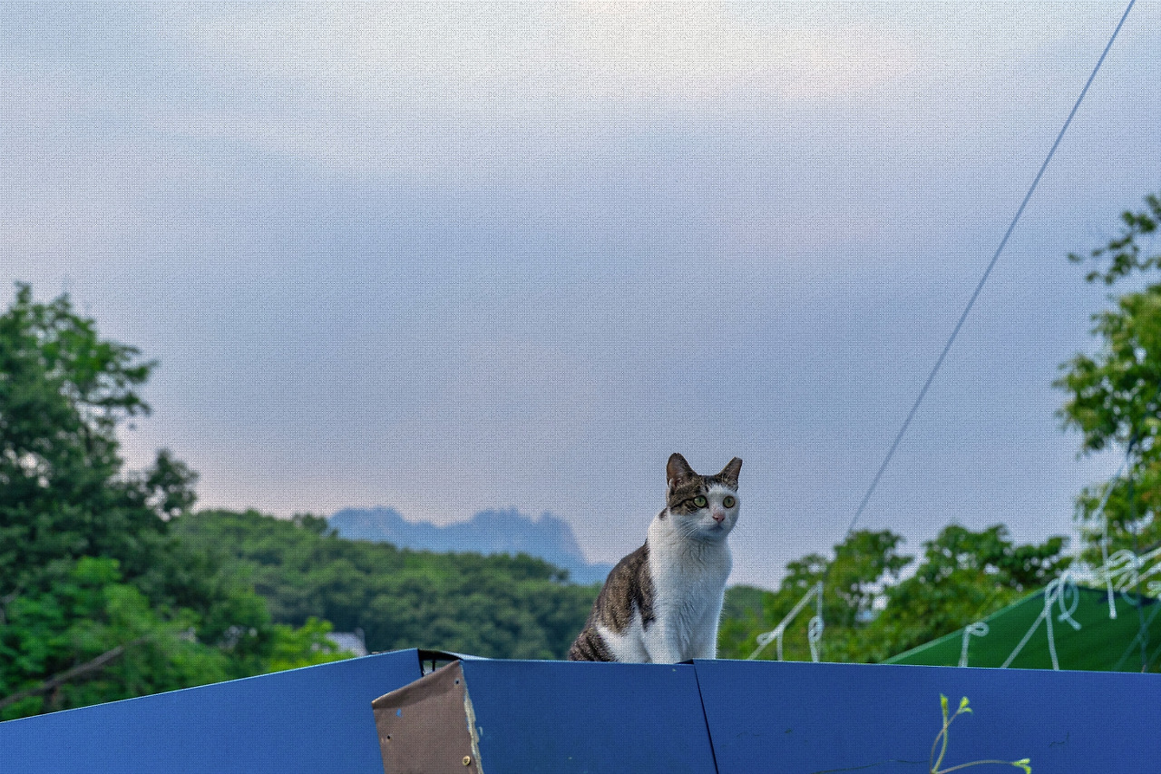 #summer #5 DSC04709.jpg