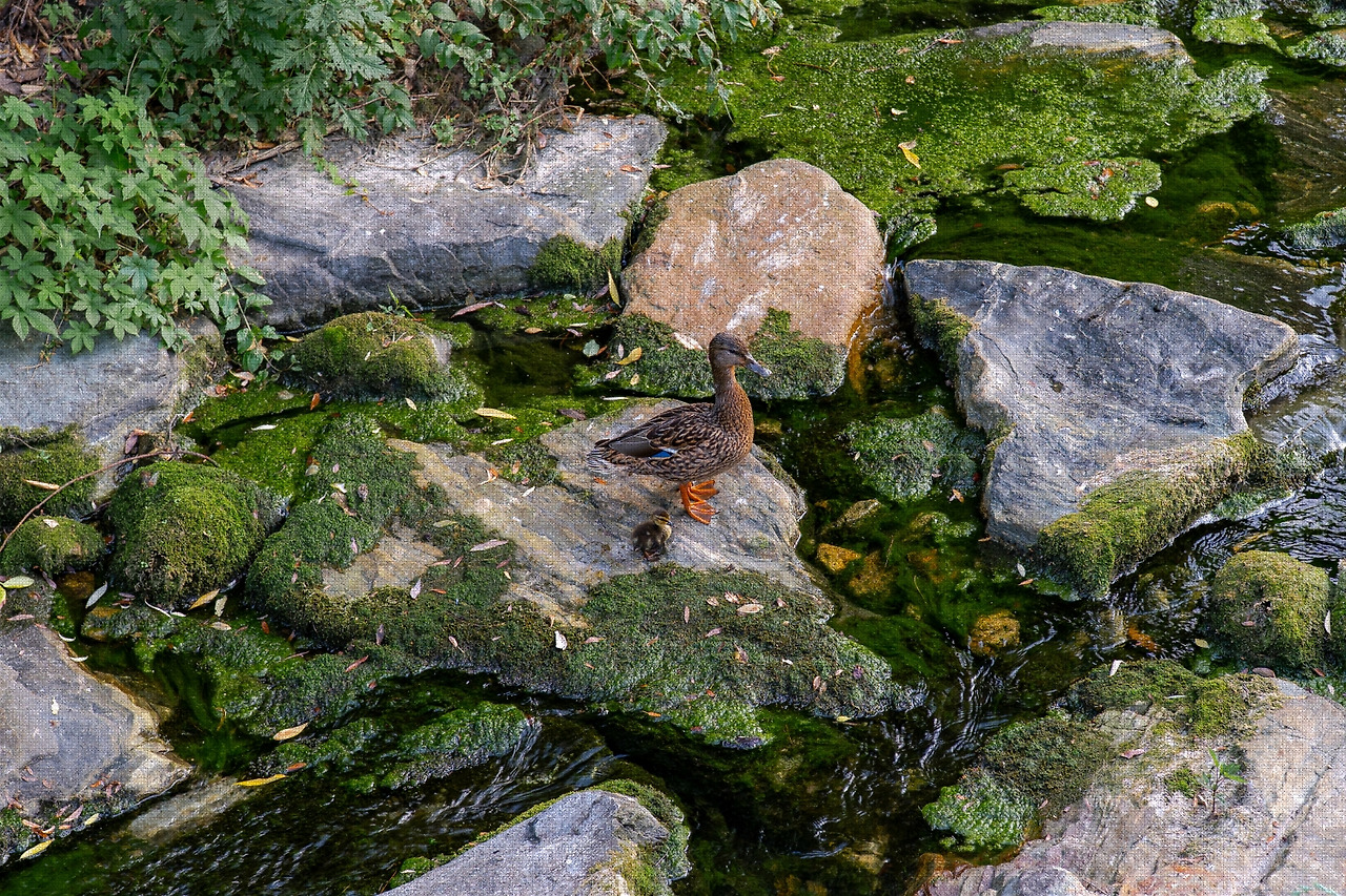 #summer #12 A7C03470.jpg