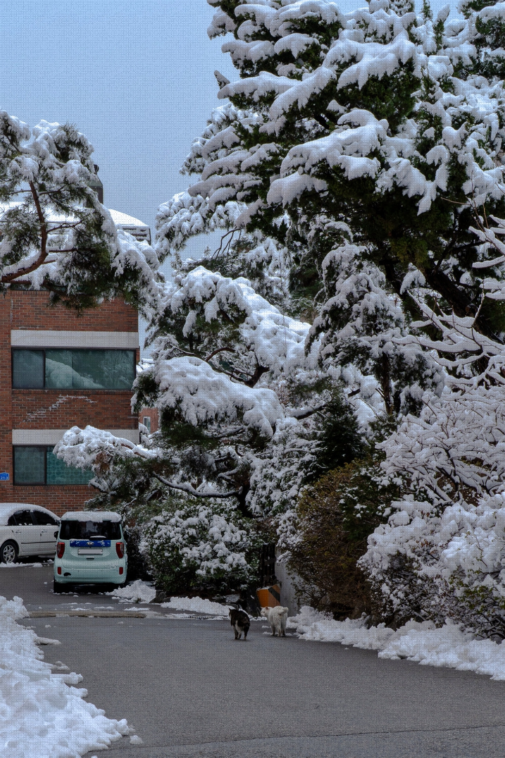 #winter #18 DSC07709.jpg