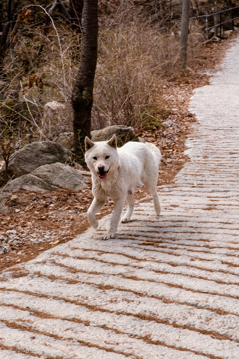 #spring #17 DSC03487.jpg