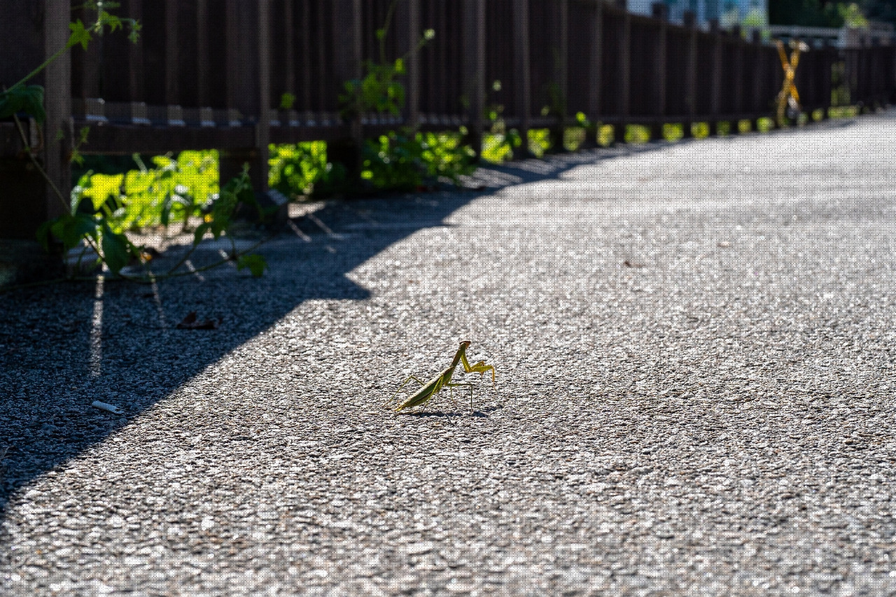 #autumn #7 A7C01137.jpg