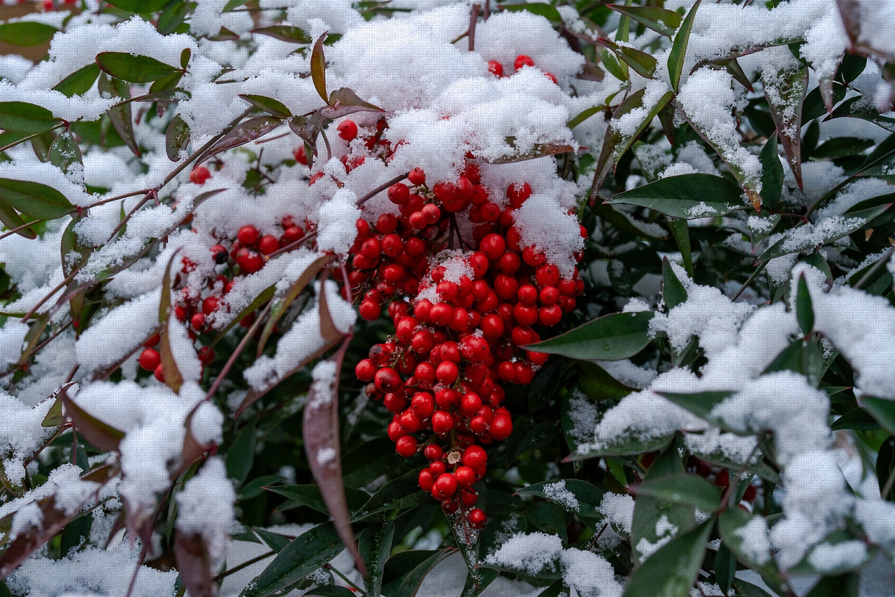 #winter #1 A7C01738.jpg