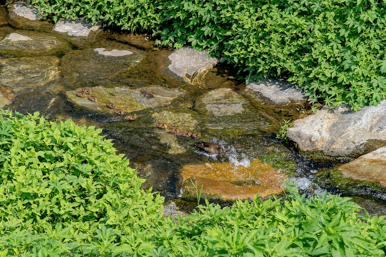 #summer #12 A7C03544.jpg