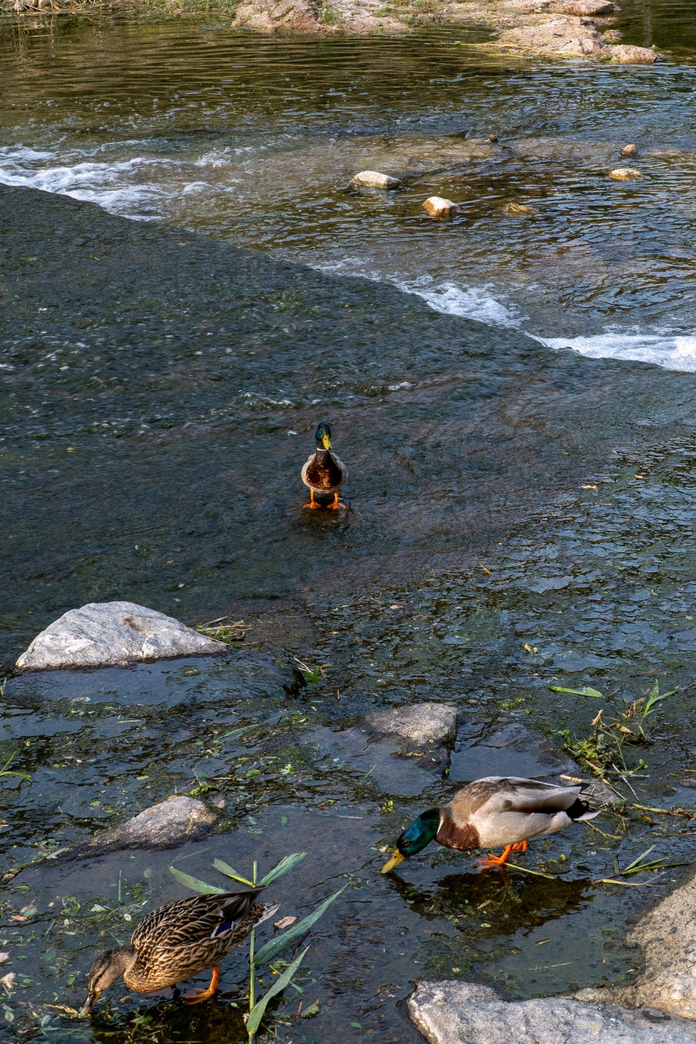 #summer #3 DSC04871.jpg