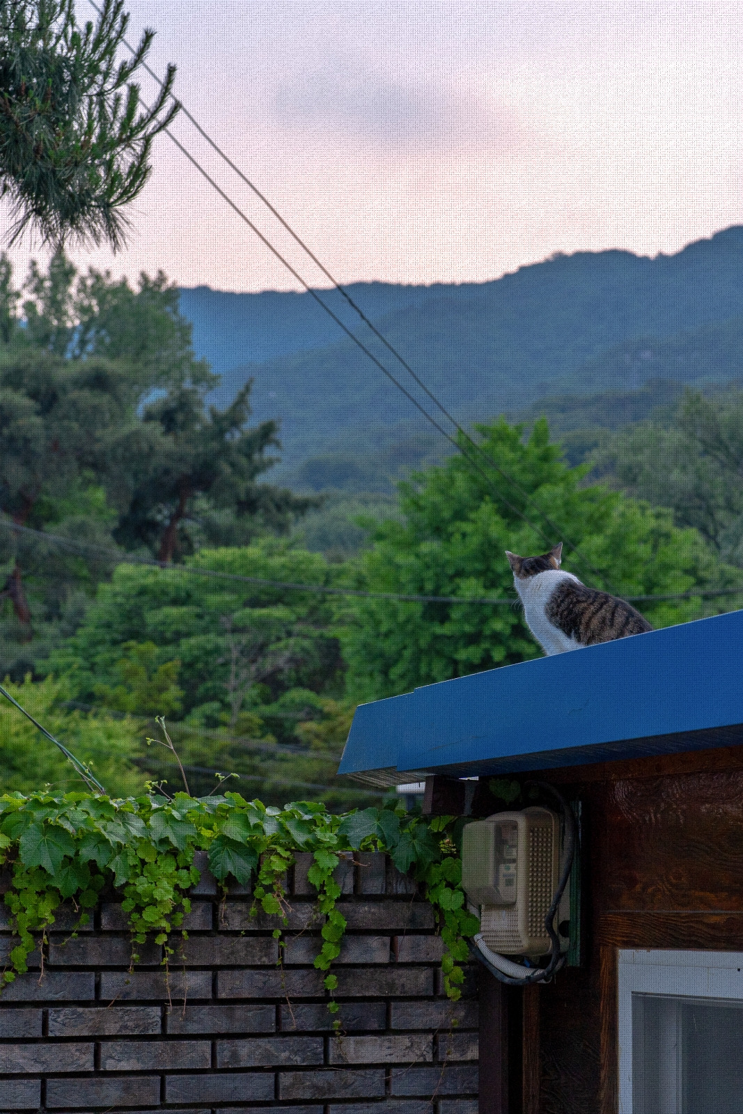 #summer #5 DSC04699.jpg