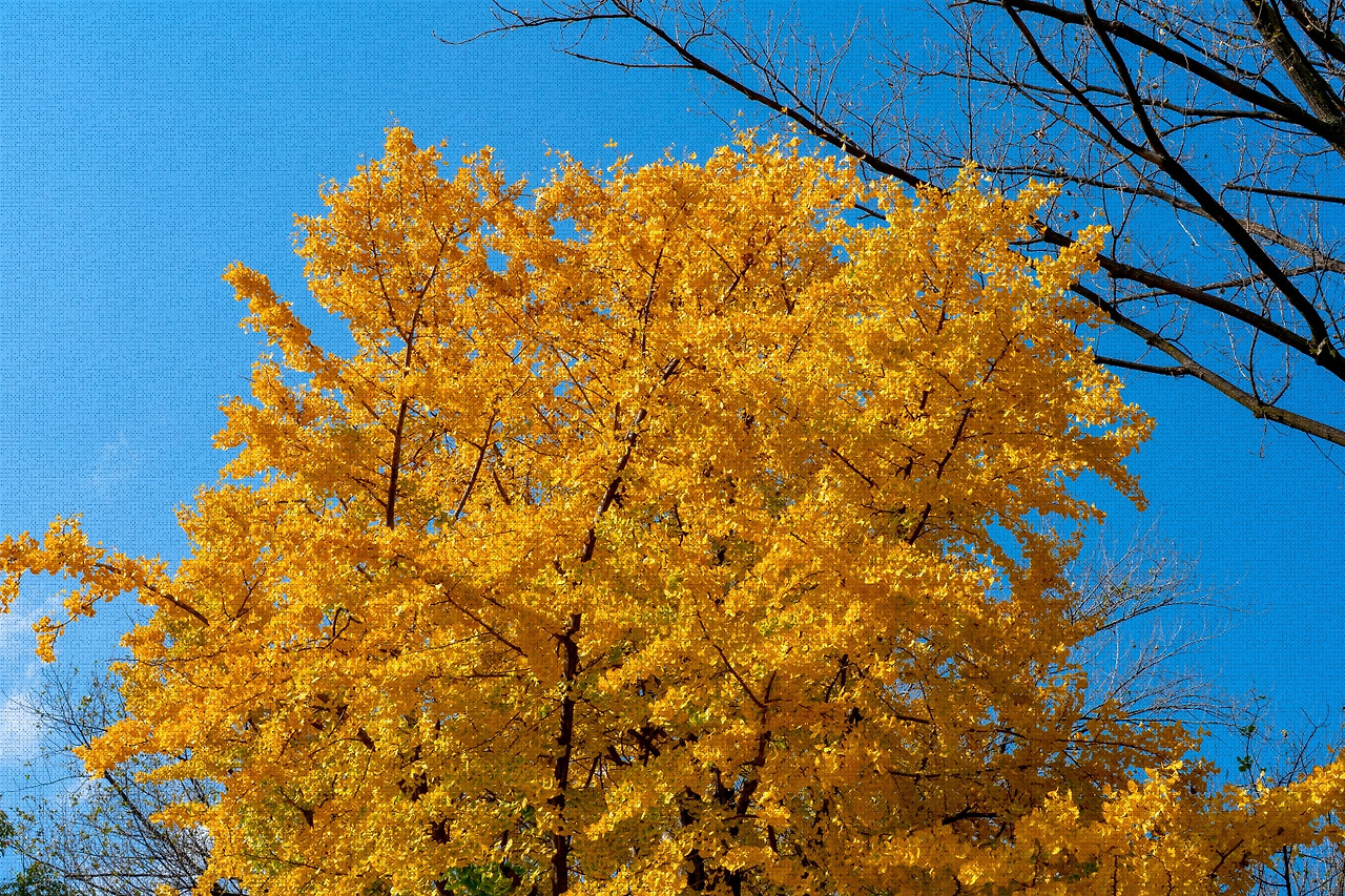 #autumn #10 DSC06500.jpg