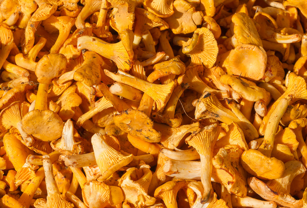 Girolles_Viktualienmarkt_Munich.jpg