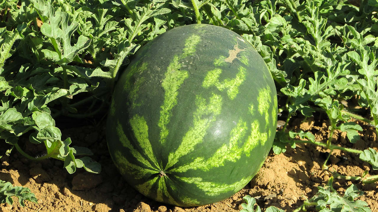 watermelon-1379990_1920.jpg