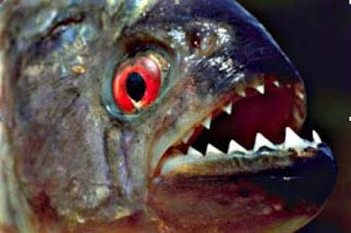 piranha01.jpg