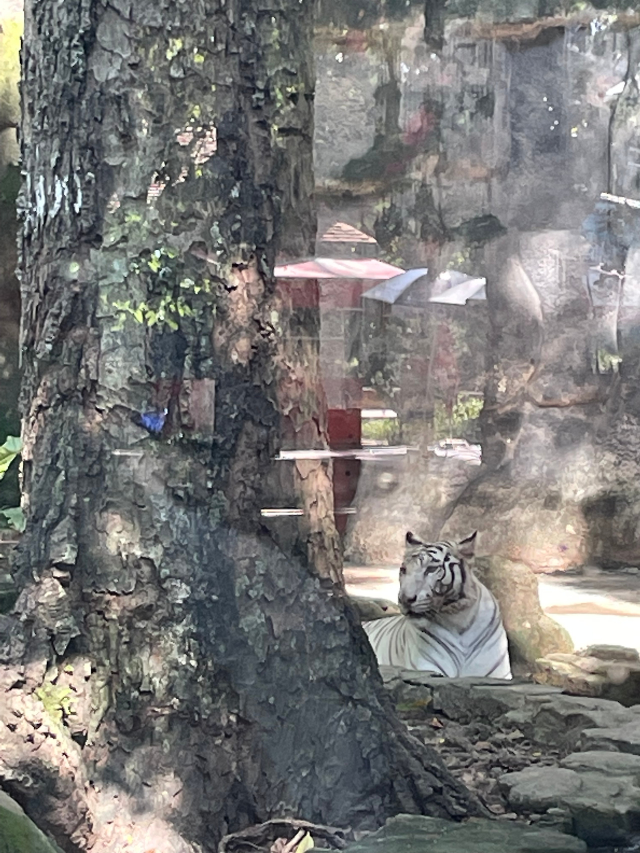 동물원 호랑이.jpg