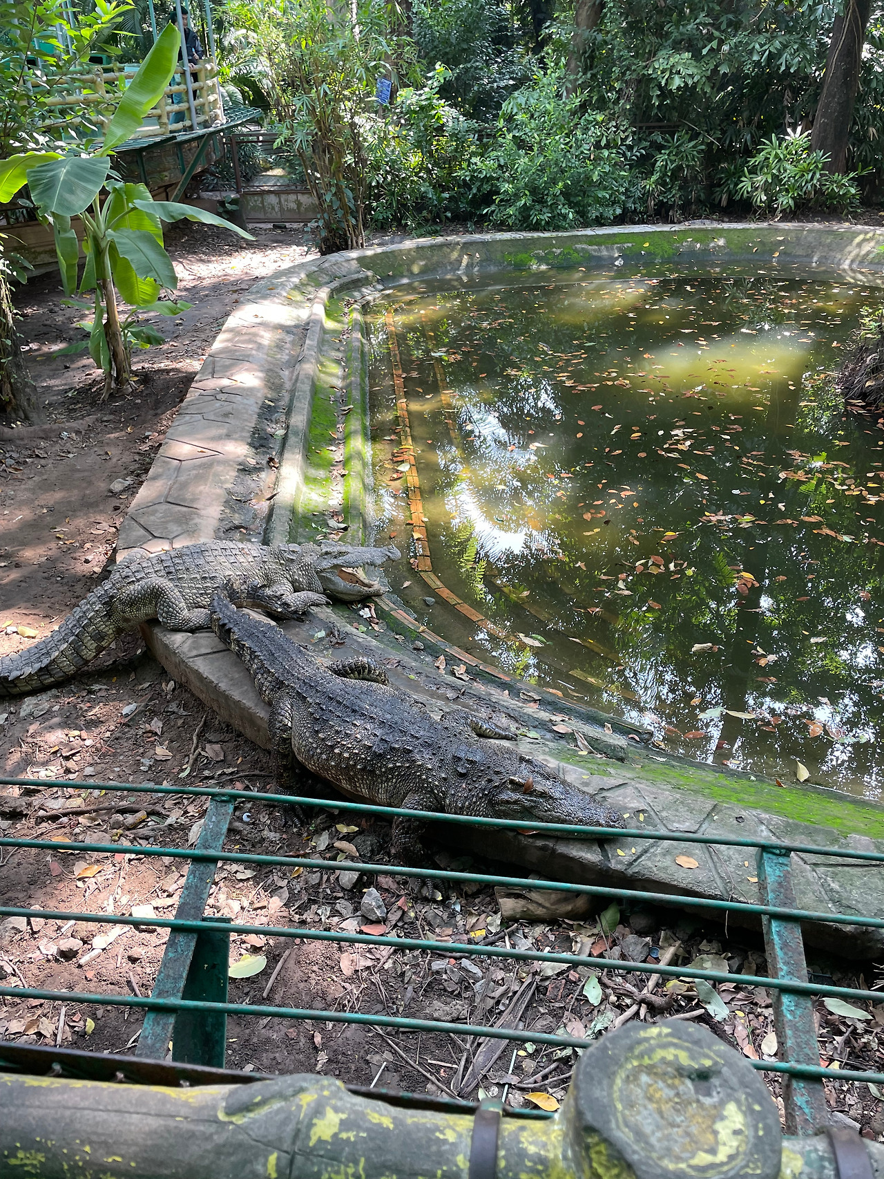 동물원 악어.jpg