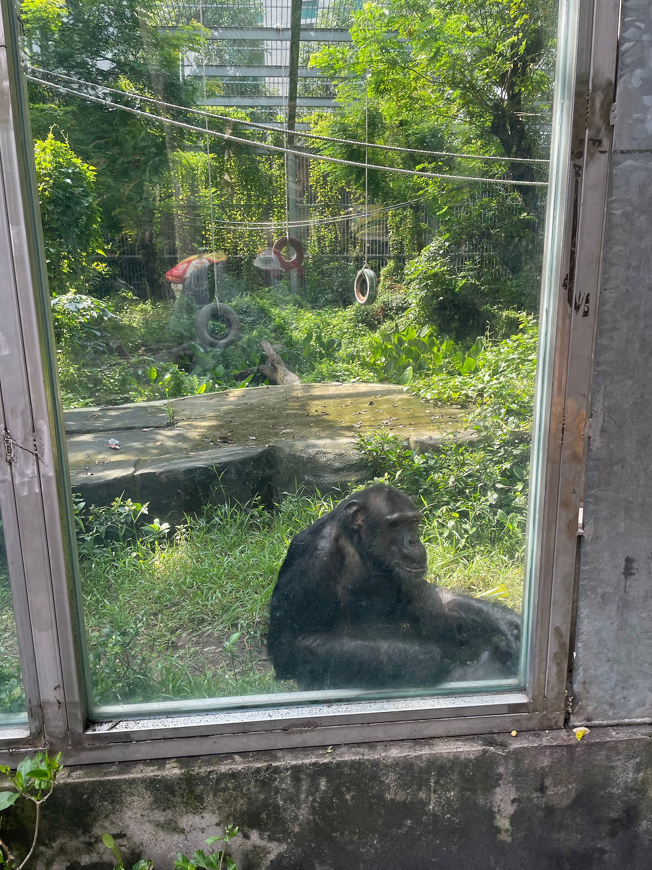 동물원 침팬지.jpg