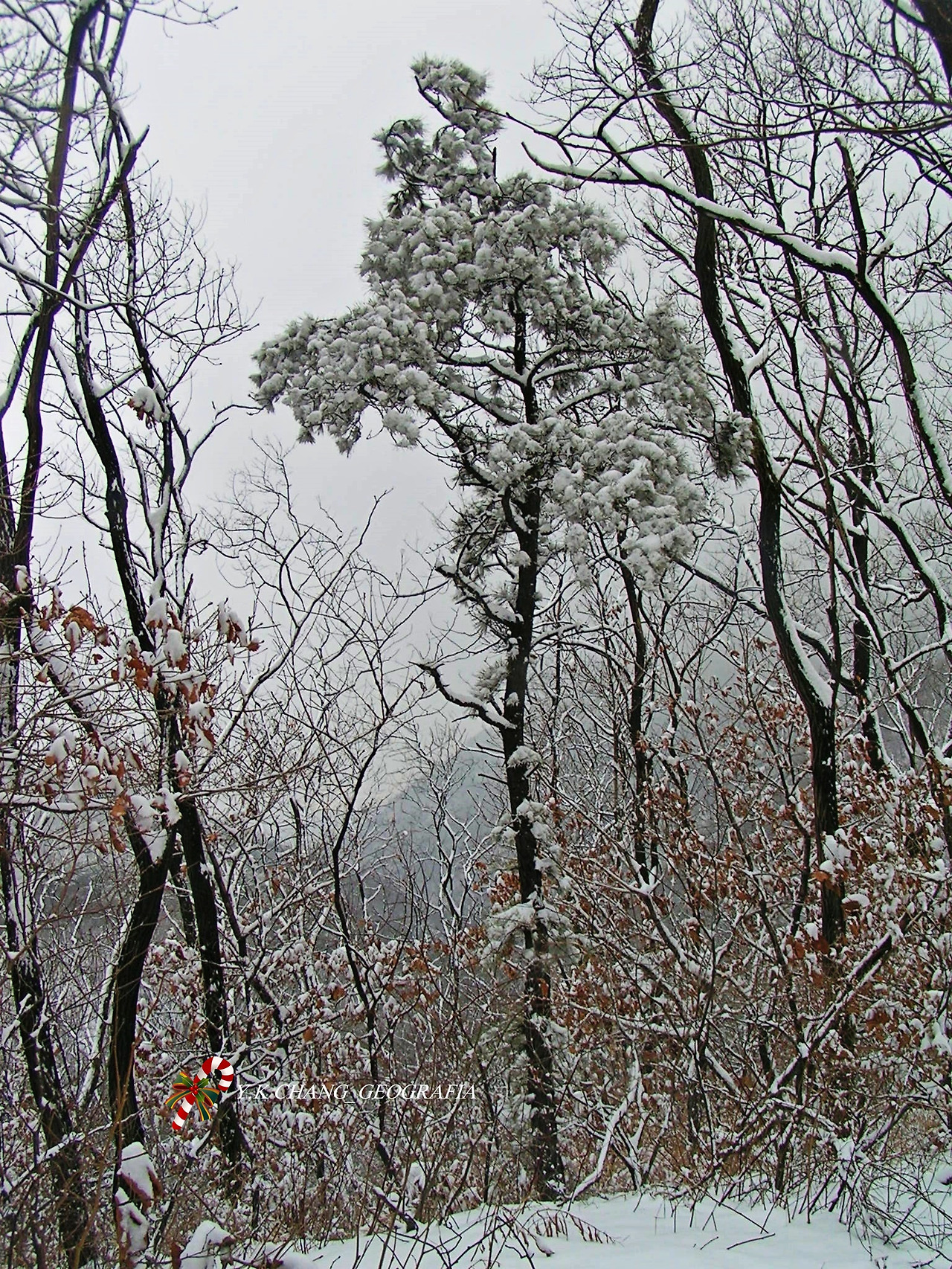눈오는 날 청계산 031-1.jpg