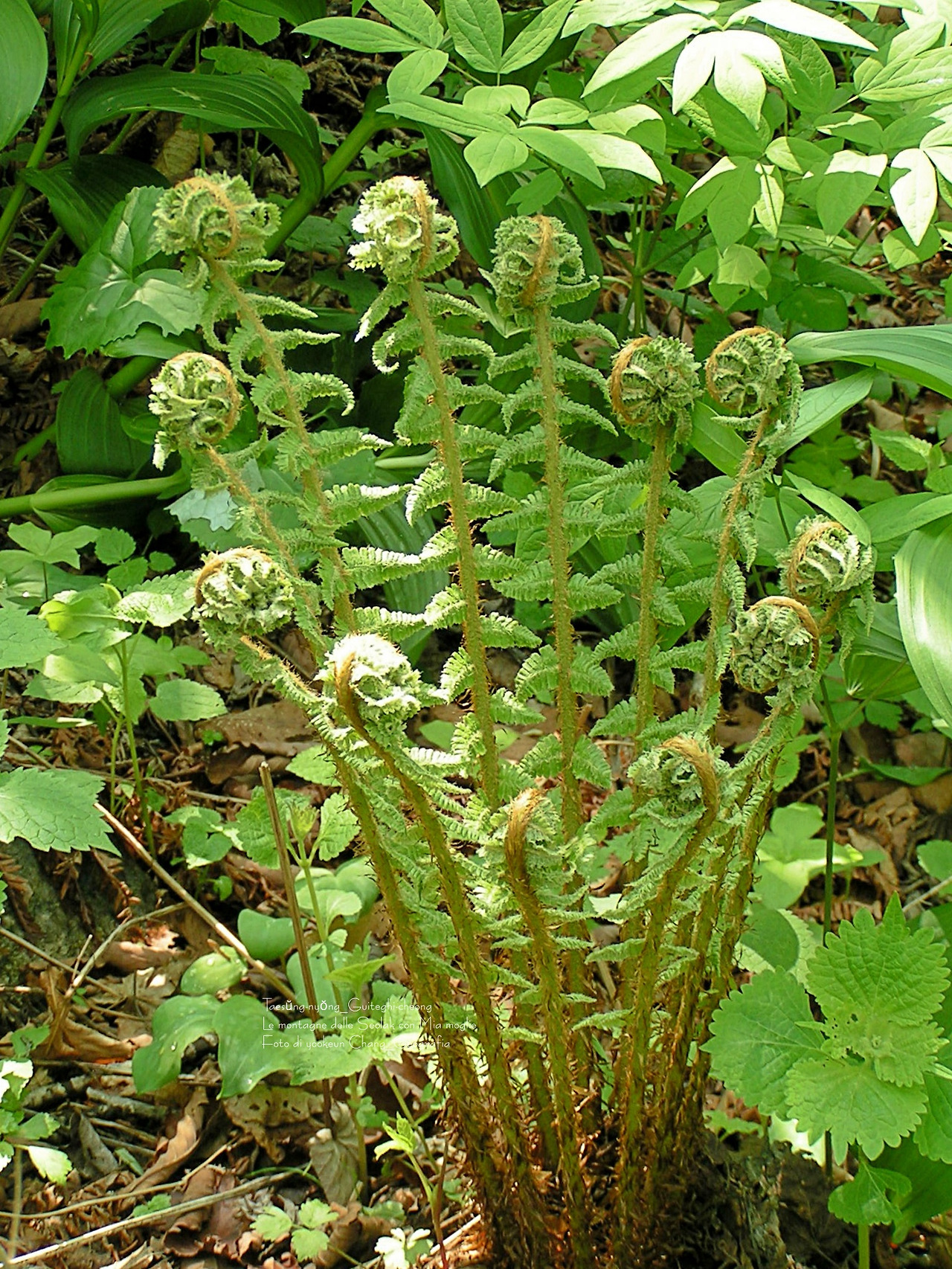 마등령,귀떼기청 5월30일 065.jpg