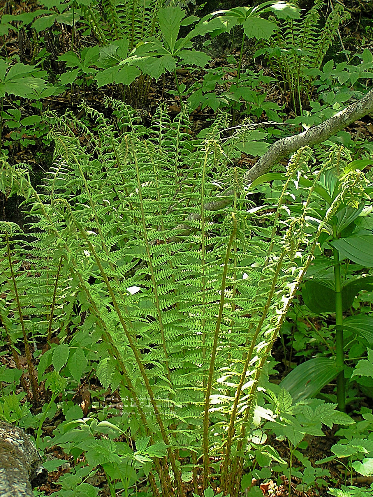 마등령,귀떼기청 5월30일 066.jpg