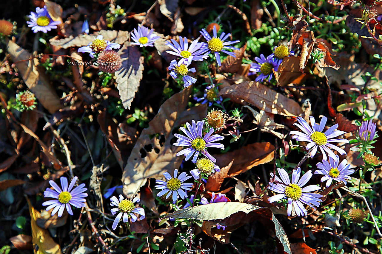 정약용능내리 259-1.jpg